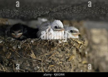 Fienile Swallows / Rauchschwalben ( Hirundo rustica ), pulcini nel nido, due di loro con una rara mutazione genica, piumaggio bianco, leucismo, leucismo, wildilfe Foto Stock
