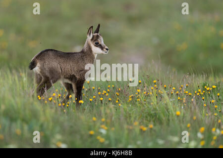 Il camoscio / Gaemse ( Rupicapra rupicapra ), carino fulvo, bambino piccolo animale, in piedi in una fioritura di prato alpino, guardare per i suoi genitori, l'Europa. Foto Stock