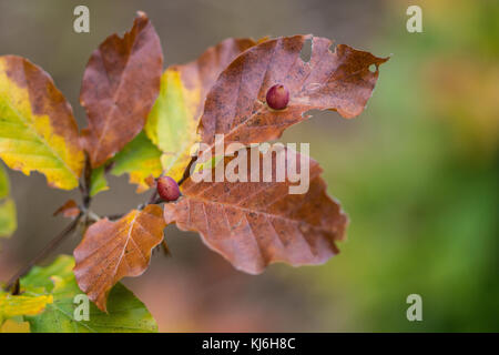 Galli di mikiola fagi sul comune di foglie di faggio. Fagus sylvatica. Close-up di infestante delle piante colorate sul ramo di albero. Le larve di insetti dettaglio sul fogliame di autunno. Foto Stock