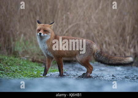 Red Fox / rotfuchs ( vulpes vulpes ) animale adulto, attraversando un ruscello, si erge ancora per un momento, guardando attentamente, fauna selvatica, l'Europa. Foto Stock