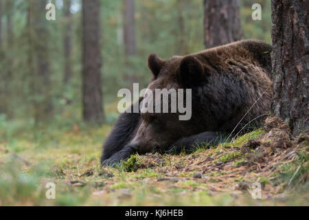 Orso bruno ( Ursus arctos ), giovane adulto, mentendo, riposando, dormendo nel giorno sotto la crescita, arbusti di una foresta boreale autunnale, Europa. Foto Stock