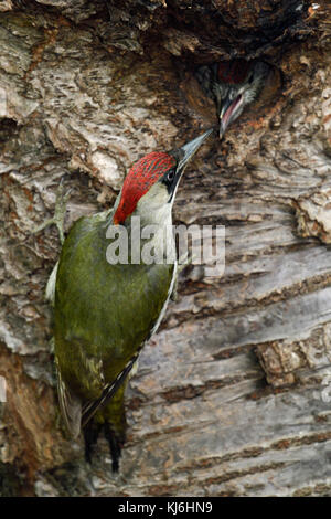 Picchio verde / grünspecht ( Picus viridis ), alimentando la sua novellame / pulcini / giovane a nido foro, l'Europa. Foto Stock