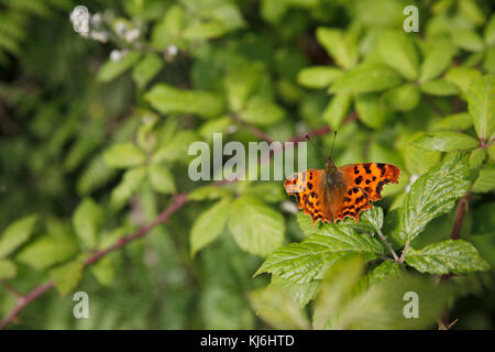 Comma Butterfly; Polygonia c-album Cornwall; UK Foto Stock