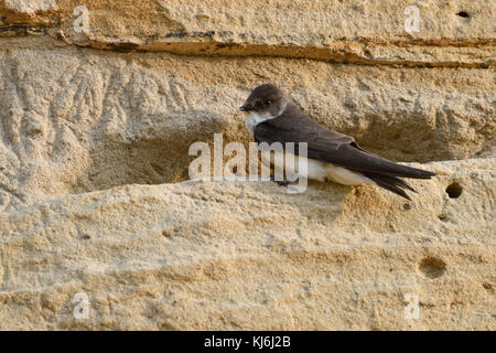 Sand Martin / Bank Swallow / Uferschwalbe ( Riparia riparia), adulto, arroccato su una scogliera di una riva di un fiume di sabbia, fauna selvatica Europa. Foto Stock