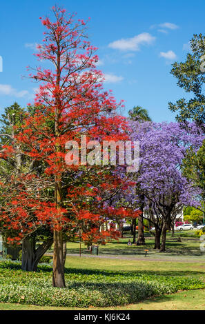 Jacaranda tree e Illawarra flame tree in piena fioritura in Hyde Park, Perth Western Australia. Foto Stock