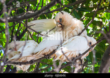 Goffin Cacatua nella struttura ad albero di Cape Byron Bay, Nuovo Galles del Sud, Australia. Foto Stock