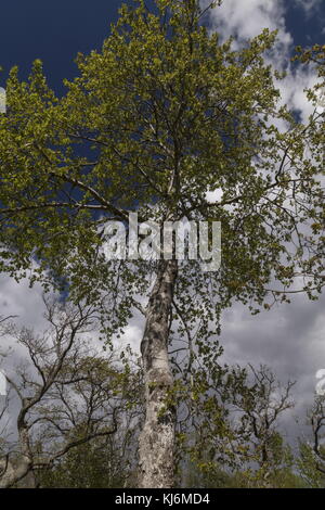 Aspen Tree, Populus tremula, in primavera con fresche foglie verdi. Foto Stock