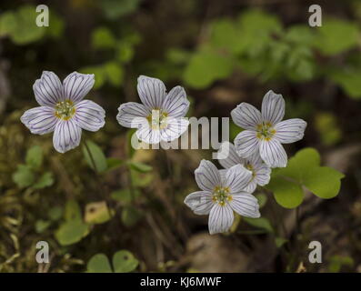 Wood Sorrel, Oxalis acetosella, con fortemente venata di fiori in primavera. Foto Stock