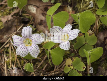 Wood Sorrel, Oxalis acetosella, con fortemente venata di fiori in primavera. Foto Stock