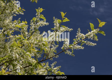 Bird ciliegia, Prunus padus, in fiore in primavera. Foto Stock