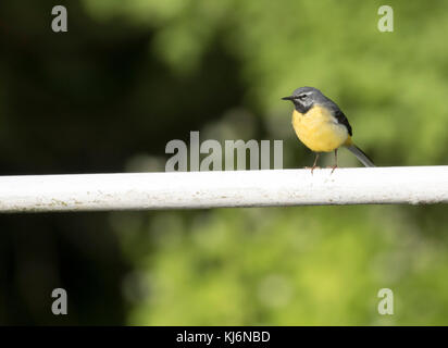 Gray wagtail Motacilla cinerea in pole Foto Stock