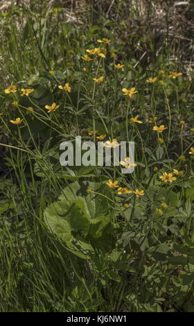 Buttercup kashubiane, Ranunculus cassubicus, in fiore in primavera, Estonia. Foto Stock