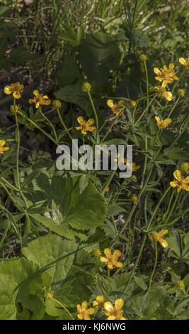 Buttercup kashubiane, Ranunculus cassubicus, in fiore in primavera, Estonia. Foto Stock