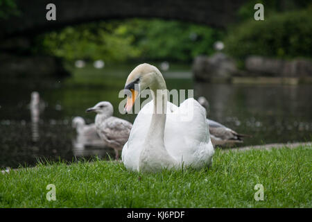 Swan in Dublin's St Stephen's Green Foto Stock