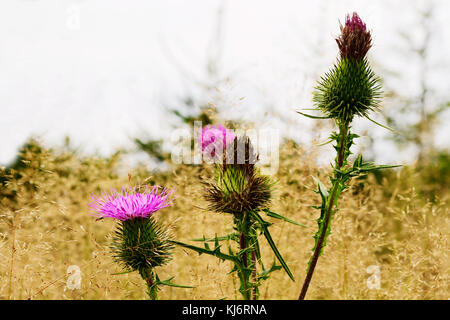 Spinosa plumeless thistle fioritura impianto sul prato di autunno. Cadere prati con carduus acanthoides fiori vicino. Il gufo montagne, Polonia. Foto Stock