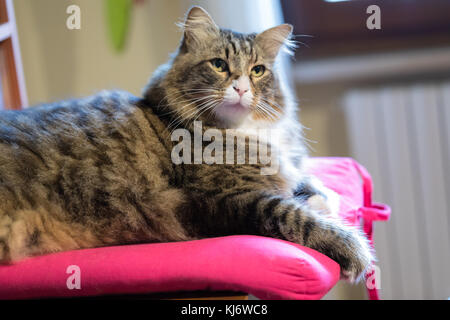 Carino attraversato-razza dai capelli lunghi cat seduta sul cuscino rosa con molto interessati look. Foto Stock
