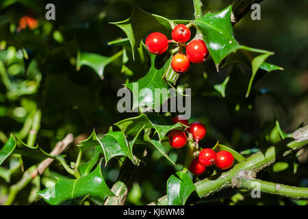 Close-up di Ilex aquifolium o unione holly foglie e frutta Foto Stock