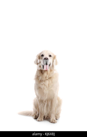 Il labrador retriever cane isolato su sfondo bianco Foto Stock