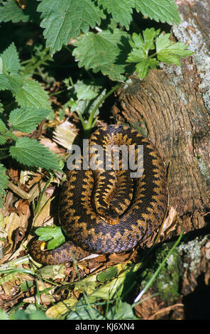 Kreuzotter, Kreuz-Otter, Otter, Viper, Vipera berus, Adder, vipera comune, vipera comune europea Foto Stock