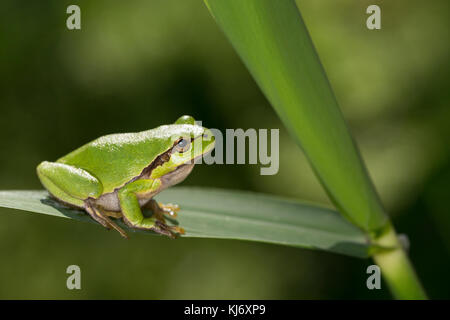 Europäischer Laubfrosch sonnt sich, Laub-Frosch, Frosch, Hyla arborea, Treefrog europeo, Treefrog comune, Treefrog centro europeo Foto Stock