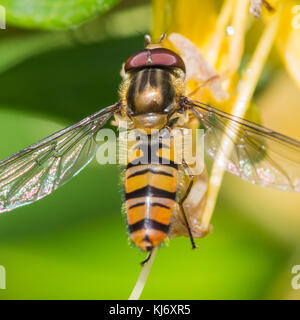 Un hoverfly siede sulla stame di un caprifoglio bloom. Foto Stock