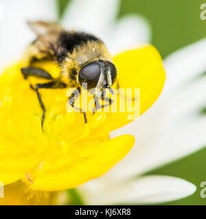 Una macro shot di una mosca che imita un bee seduti su un ranuncolo. Foto Stock