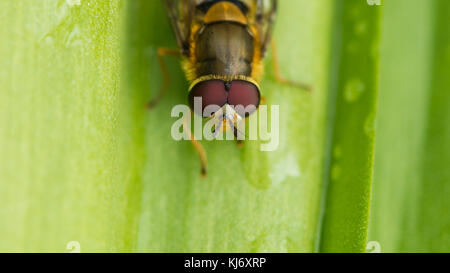 Una macro shot concentrandosi su gli occhi di un hoverfly. Foto Stock