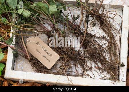 Nelkenwurz-Wurzel, Nelkenwurz-Wurzeln, Wurzel, Wurzel, Wurzeln von Echter Nelkenwurz, Echte Nelkenwurz, Gemeine Nelkenwurz, Geum urbanum, Wood avens, Foto Stock