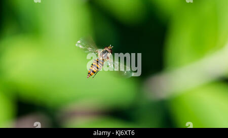 Una ripresa macro di un bilico hoverfly. Foto Stock