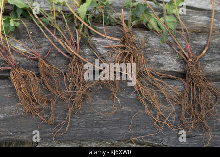 Nelkenwurz-Wurzel, Nelkenwurz-Wurzeln, Wurzel, Wurzel, Wurzeln von Echter Nelkenwurz, Echte Nelkenwurz, Gemeine Nelkenwurz, Geum urbanum, Wood avens, Foto Stock