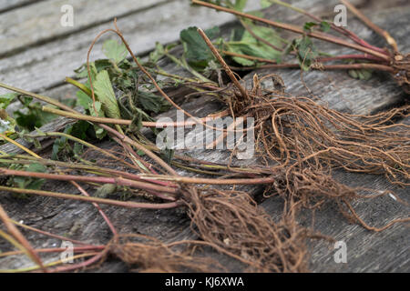 Nelkenwurz-Wurzel, Nelkenwurz-Wurzeln, Wurzel, Wurzel, Wurzeln von Echter Nelkenwurz, Echte Nelkenwurz, Gemeine Nelkenwurz, Geum urbanum, Wood avens, Foto Stock