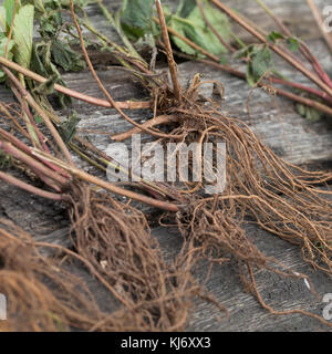 Nelkenwurz-Wurzel, Nelkenwurz-Wurzeln, Wurzel, Wurzel, Wurzeln von Echter Nelkenwurz, Echte Nelkenwurz, Gemeine Nelkenwurz, Geum urbanum, Wood avens, Foto Stock