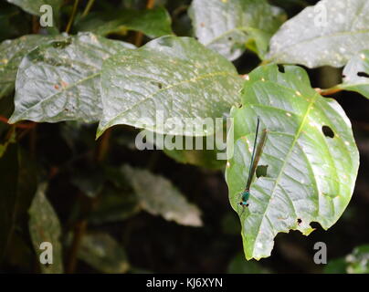 dragonfly hanging on leaf in forest Foto Stock
