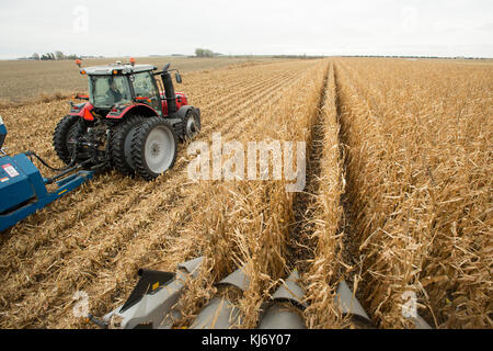 Vista dall'interno della cabina della mietitrebbia righe di raccolta del mais, BLOOMING PRAIRIE, Minnesota. Foto Stock