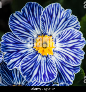 Una macro shot di una striata zebra primula blu fiore. Foto Stock