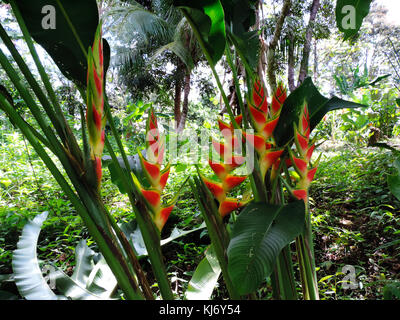 Lobster claw fiori (heliconia sp.) aka falso uccello del paradiso o wild piantaggine. trovata in America tropicale, guatemala Foto Stock