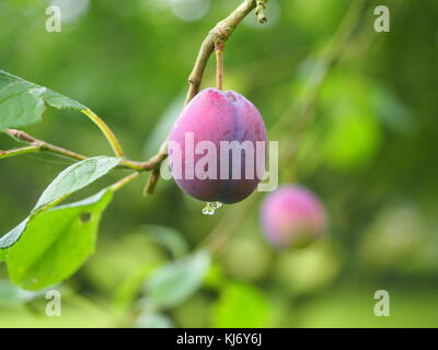 Una succosa prugna su un ramo di un albero maturo per il prelievo Foto Stock