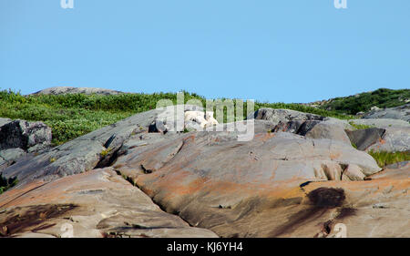 Polar Bear Mother with Cubs Foto Stock