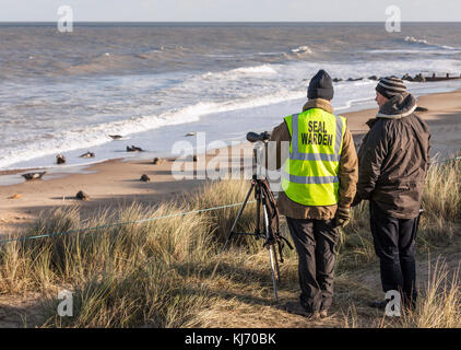 La guarnizione operaio a guardare oltre il grigio colonia di foche a Horsey Gap, Norfolk, Foto Stock