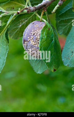 Marciume bruno malattia fungina (Monilinia fructicola) su un singolo prugna. Foto Stock