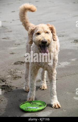 Un cane goldendoodle giocando nella sabbia con un frisbee. Foto Stock