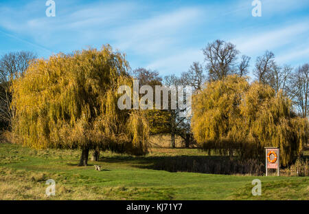 Salici, una panca e anello lifebelt accanto a Hampton Wick stagno, Home Park, Londra, Inghilterra, Regno Unito, sulla soleggiata giornata autunnale con cielo blu Foto Stock