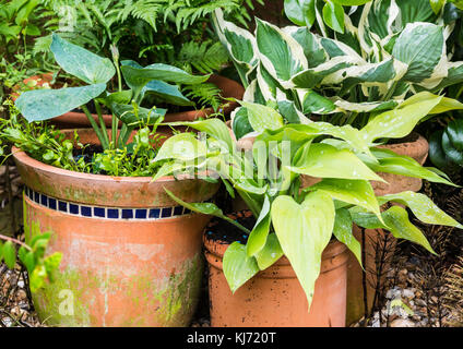 Un colpo di alcuni hosta piante in vasi di terracotta. Foto Stock