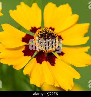 Una macro shot di una pianura coreopsis. Foto Stock