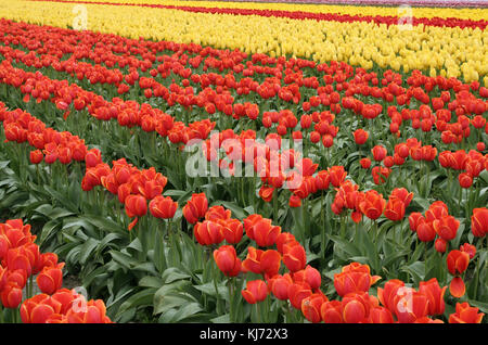 Fioritura rossa e tulipani gialli in un campo. Foto Stock