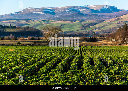 Ben Wyvis, Dingwall, Ross shire, Scotland Regno kingombadicaul Foto Stock