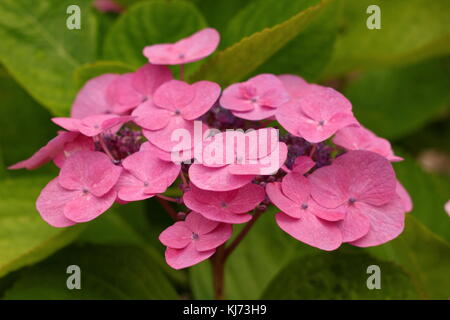 Hydrangea macrophylla 'uecke' in piena fioritura in un giardino bordo su una luminosa giornata estiva (Agosto), Regno Unito Foto Stock