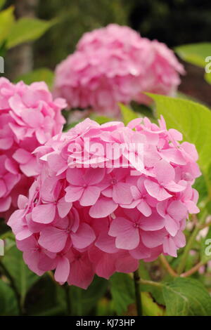 Hydrangea macrophylla 'hin Ozaki' in piena fioritura su un luminoso giorno di estate (agosto), Regno Unito Foto Stock
