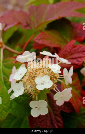 Ortensia quercifola 'Sora Queen' Fiore e fogliame di maturazione che mostra autunno tinte in un giardino confine ,REGNO UNITO Foto Stock