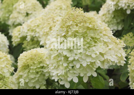 Ortensia pannicula 'Limelight' (PBR) in piena fioritura in un giardino inglese su un luminoso giorno di estate (agosto), Regno Unito Foto Stock